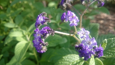 花 頼藤直秀