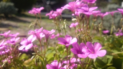 風そよぐ花 頼藤直秀
