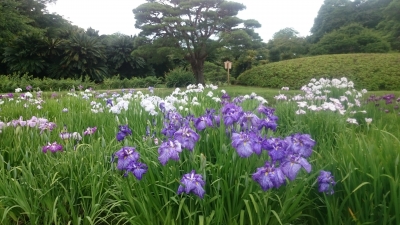 菖蒲の花 頼藤直秀