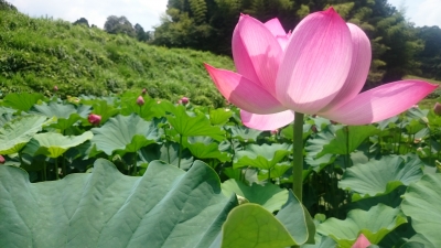 蓮の花 頼藤直秀