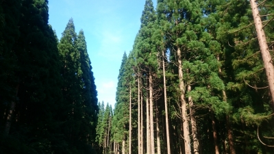 杉木立 頼藤直秀