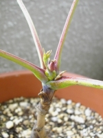ももえさんの新芽