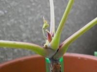 ももえさんの新芽