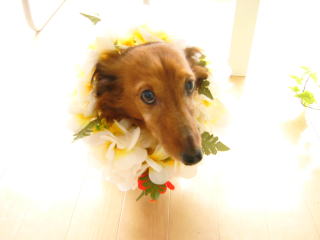 ヤンくん大好き♪