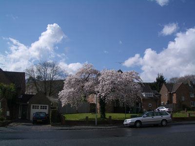 桜1