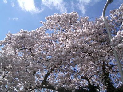 桜2