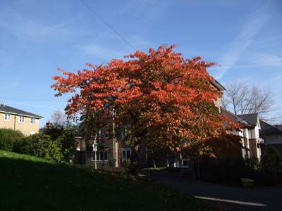 紅葉。