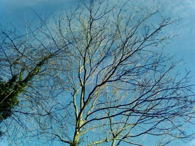 WinterSky