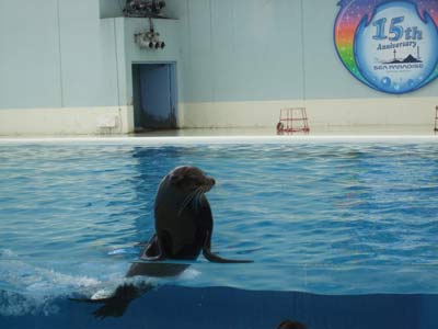 海の生き物ショー!アシカ