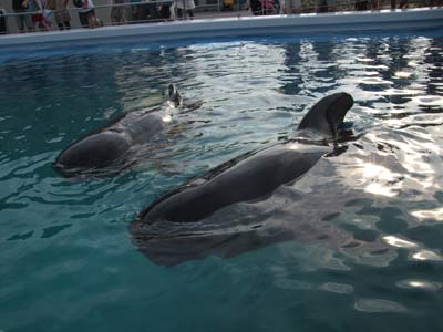 クジラ