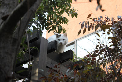 猫に遭遇