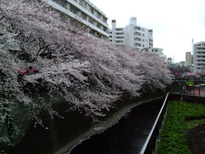 目黒川