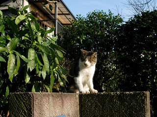 狛犬ならぬ 猫ネコ英語
