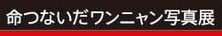 命つないだワンニャン写真展