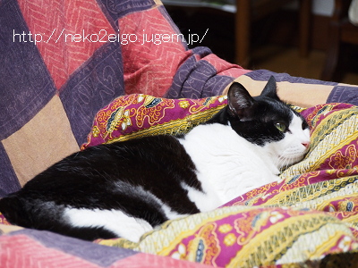 チャンネル権 猫ネコ英語