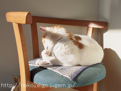 おもてなしは今日でおしまい 猫ネコ英語