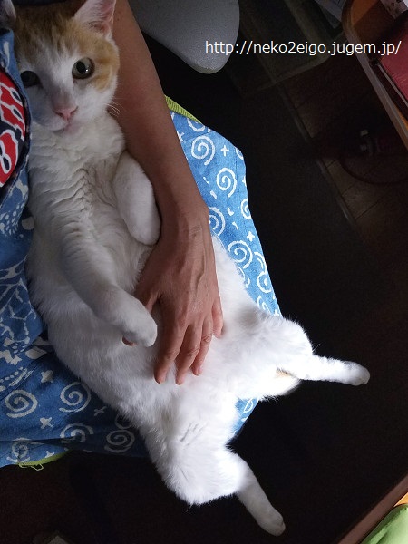20190613_220146s.jpg