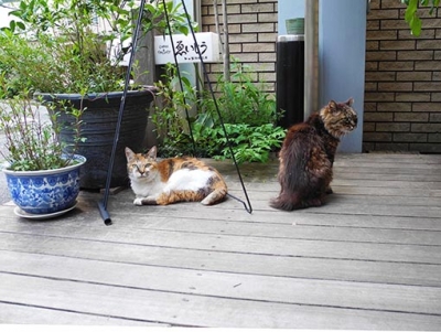 猫1