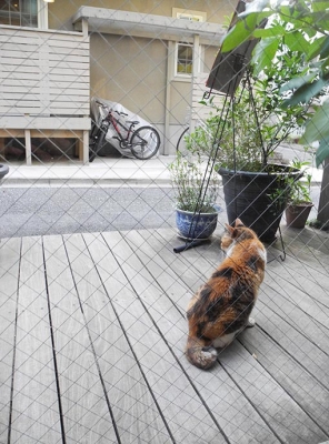 猫2