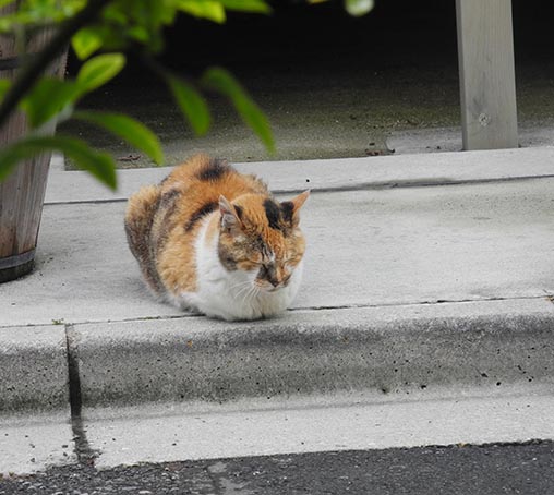 猫