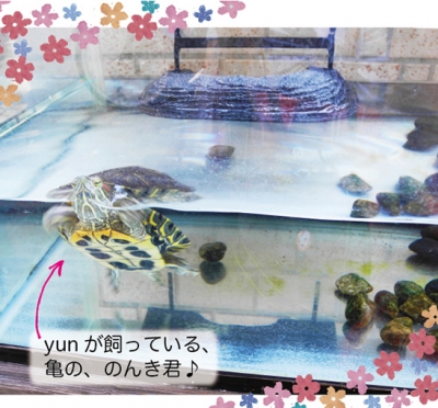 亀
