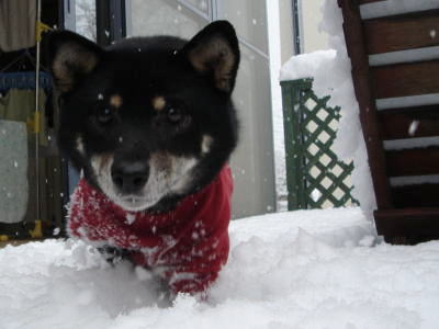 あ、雪...?