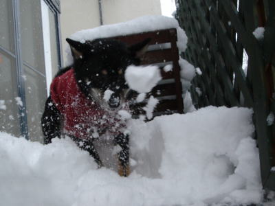 うきゃ〜♪ 雪だっ