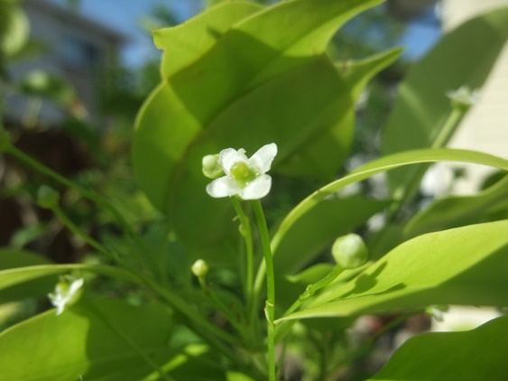 ソヨゴの花が咲いてます 天網恢恢疎にして漏らさず