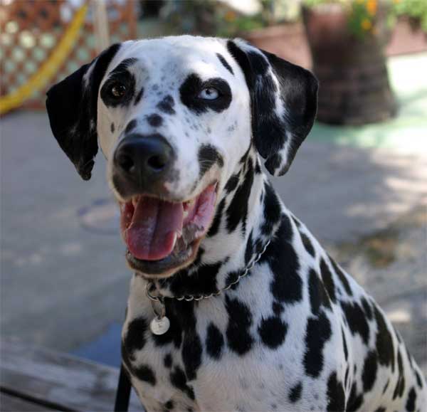 耳 は語る 犬の保育園 イベント Parco Del Cane わんこの広場 Parco Del Cane通信