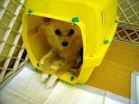 pochikun
