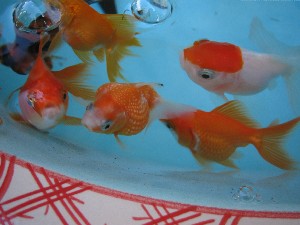 ピンポンパール