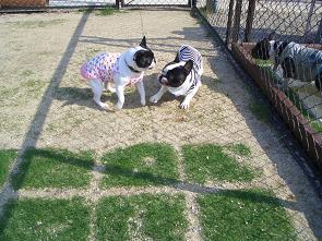 あっちゃんvs太郎