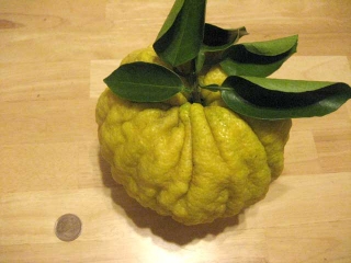 鬼柚子