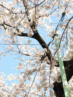 小学校の教室横のサクラ