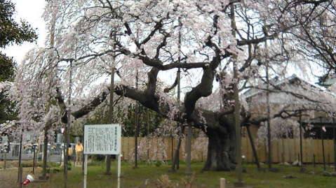 龍ヶ崎は般若院のしだれ桜