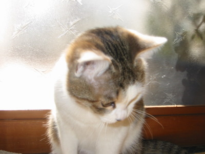 佇む猫モモ姫