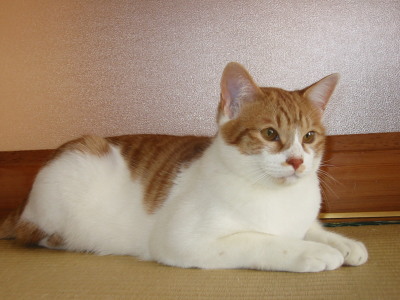 佇む猫ロイ王子
