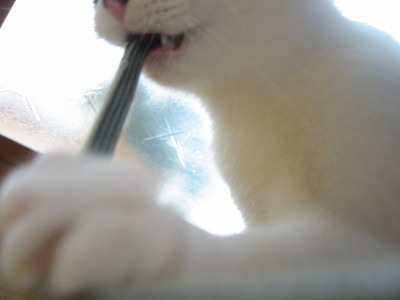 ストラップにかみつく猫