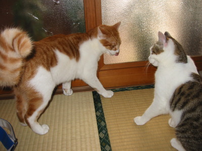 喧嘩を始めた猫