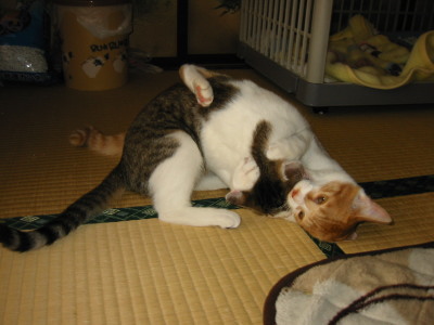 喧嘩をする猫