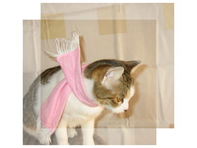 マフラーをする猫
