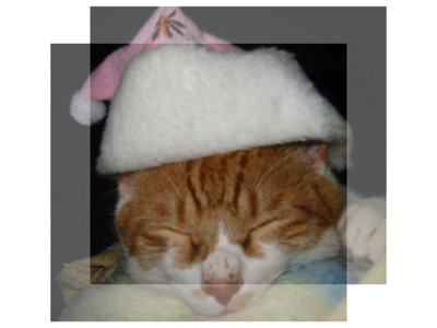 帽子をかぶる猫