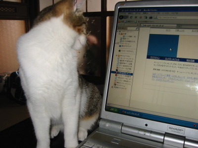 気になる猫