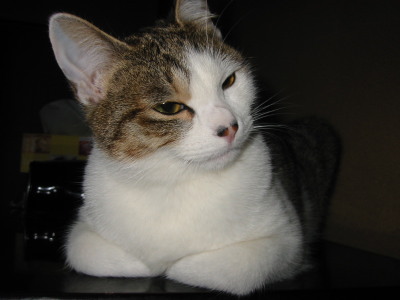 見つめる猫1