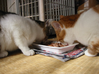カリカリを食べる猫