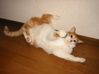 ¤Ò¤Ã¤¯¤ê¤«¤¨¤ëÇ