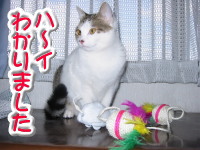 理解する猫