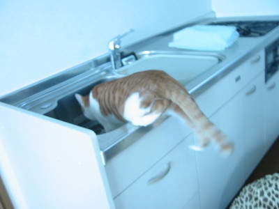 流し台に入る猫