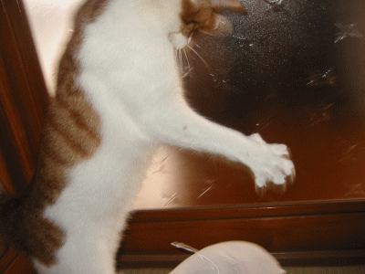 おどろく猫