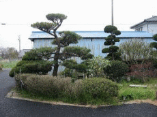 猫たちの一日は雨模様